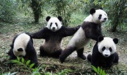 娱乐吃瓜酱大熊猫生气,萌态十足吃瓜酱娱乐