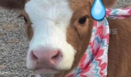 吃瓜娱乐酱吐槽