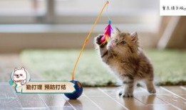 娱乐吃瓜酱猫条,揭秘娱乐圈那些不为人知的幕后故事