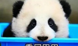 娱乐吃瓜酱大熊猫生气,萌态十足吃瓜酱娱乐